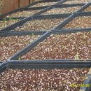 파파야1 이미지