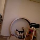 이마트트레이더스 뒤 | 이마트 트레이더스 캣휠 구매 후기!