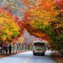 단풍세탁 이미지