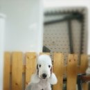 쿨 애견미용 이미지