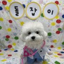 레츠개릿 네이버블로그