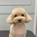 GROOMING107 이미지