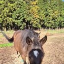 대연목장 이미지