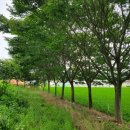 여주-0234 Daum카페
