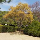 (주)나무대통령