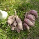 희정이네농장 이미지