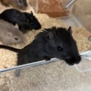 햄스터 분양 햄스터월드 이미지