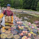 트로픽 선셋 열대수련(Tropic Sunset Water Lily) 이미지