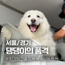 댕댕이의 품격 | 프리미엄 중대형견 출장목욕 댕댕이의 품격 사모예드 목욕 후기