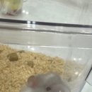 달빛 햄스터리 이미지