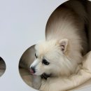 퐁키살롱 이미지