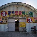 명곡토종미나리3호