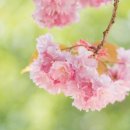 (주)아각아각 Daum카페