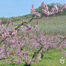 (주)복사꽃사람들 이미지