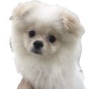 깔꼼 애견미용실 이미지