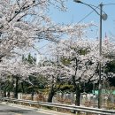 창원기계공업고등학교 | [경남창원]실시간 벚꽃개화상황🌸 창원기계공고 벚꽃축제 솔직후기