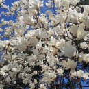 수원-0329 이미지