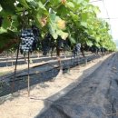 성원농산 이미지