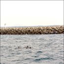 [제주여행/체험여행] 돌고래와 푸른바다, 낭만이 함께 하는 요트투어/ 김녕요트 이미지