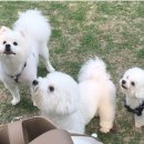 독앤트리 이미지