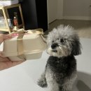 왈왈시즈닝 이미지