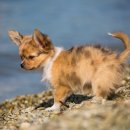 동물병원 공감 이미지