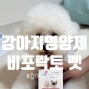 강아지영양제 스피드유산균 비포락토 펫으로 건강관리해보자 feat 퐁이먹방후기