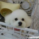 차르도르 애견카페 이미지