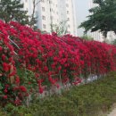 장미아파트 관리사무소 이미지