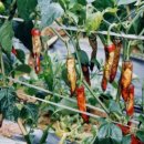 빨간고추 이미지