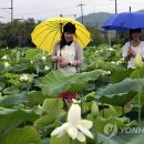 금당백련