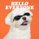 (주)위드윈덴탈 | 동탄 애견동반 가족사진 추천, 호수공원 헤이쏠스튜디오에서 말티즈 스냅촬영 후기