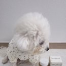 식이알레르기 강아지 영양제 추천｜비건 항산화제 딥씨드 솔직후기