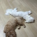 마레미오 이미지