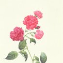 보테니컬 아트 이미지