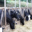 산정축산 이미지