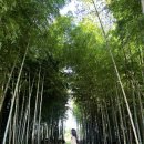 노평 농장 | 제주 서귀포카페 대한목장 ｜30만평 초지 대나무 숲 포토존 말과 교감하는 특별한 체험, 스냅사진촬영...