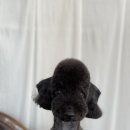 메이저독 이미지