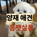 봄펫살롱