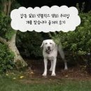 수색동물병원 | 감동 실화 넷플릭스 영화 우리집 개를 찾습니다 줄거리 후기