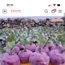 변비 특효!!!!!💩제주 콜라비2kg 6900원 이미지