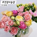 장미산 농장 | 전국 꽃배달 추천 부전장미농장 가성비 최고 인터넷 꽃배송