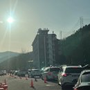 낙동강 벚꽃축제 푸드존 | 가평 벚꽃 에덴벚꽃길축제 다녀온후기 주차장 푸드존 대성리 벚꽃 실시간 2026/4/11