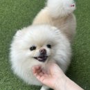 대전병원(B) | 대전 타임동물병원/심장초음파 후기