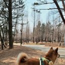 늘솔길공원1 | 🌳 대형견 산책하기 좋은 인천 남동구 늘솔길공원 후기