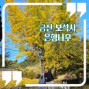 보석사   은행나무 | 대전 근교 단풍 명소 금산 보석사 은행나무 풍성한 금빛에 반하다