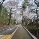 숲길 걷기 동아리 활동 | 남산 하늘 숲길 둘레길-하늘을 수놓은 벚꽃을 보며 남녀노소 걷기 좋은 코스