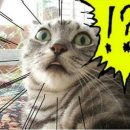 새싹 동물병원 이미지