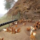 옥계농장 이미지