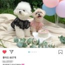 로로베 이미지